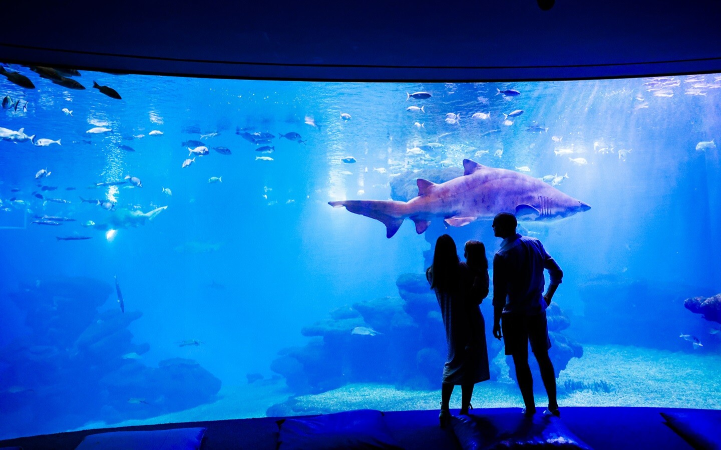 Family looking at a big blue fish at Palma Aquarium